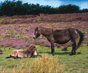 Exmoor Ponies.jpg